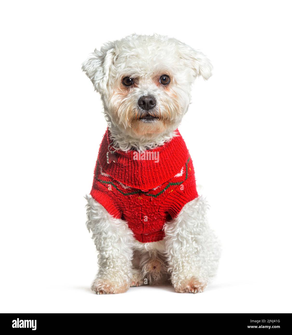 Bichon Frise sitting and looking at the camera wearing a red woollen coat, isolated on white Stock Photo