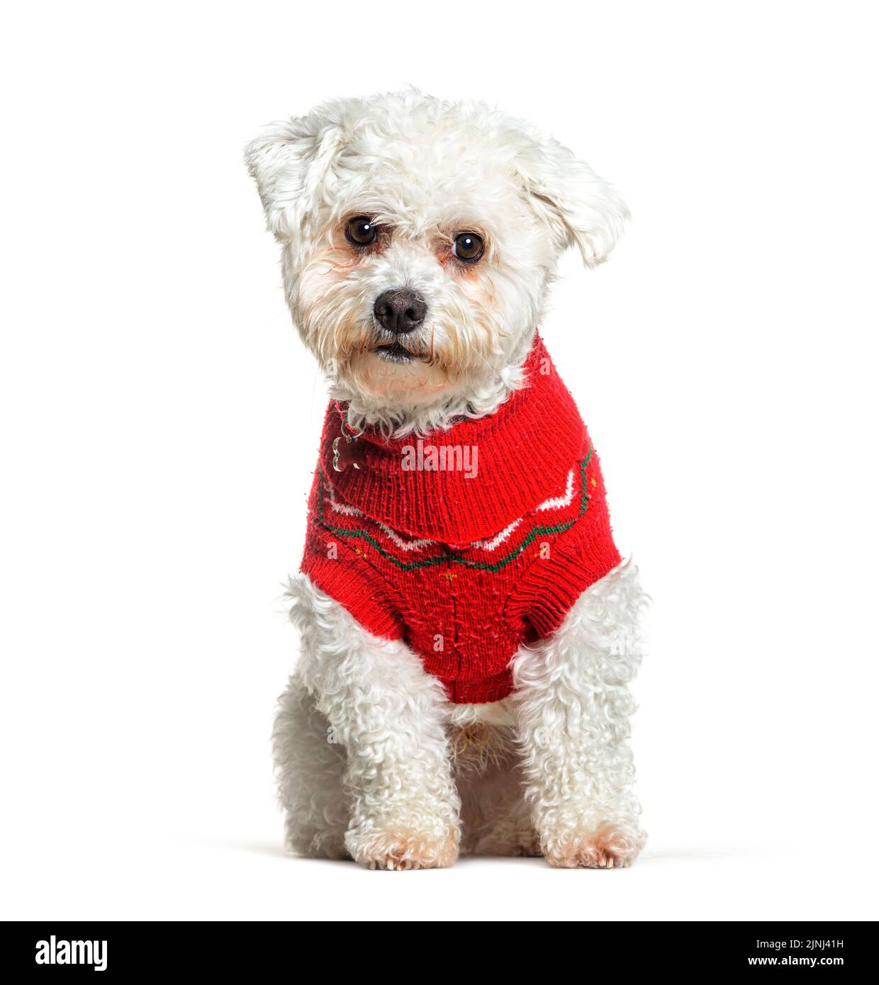 Bichon Frise sitting and looking at the camera wearing a red woollen coat, isolated on white Stock Photo
