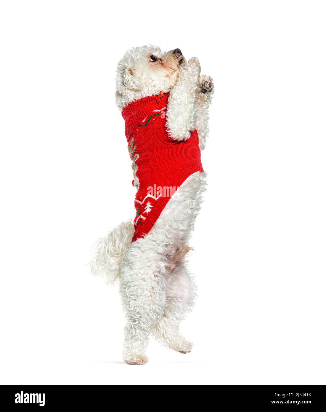 Bichon Frise begging on hind legs wearing a red woollen coat, isolated on white Stock Photo