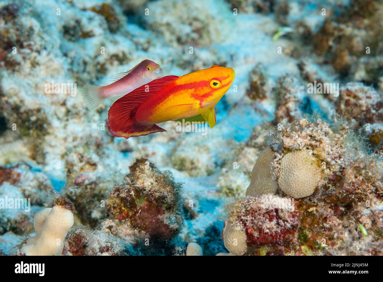 flame wrasse, Cirrhilabrus jordani ( endemic species ), male flaring fins while being cleaned by a female pencil wrasse, Pseudojuloides cerasinus; Koh Stock Photo