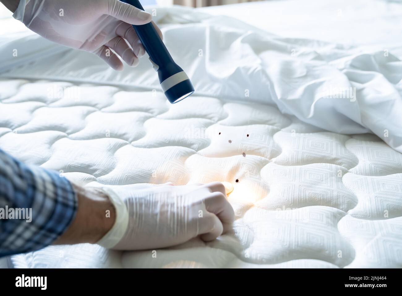 Bed Bug Infestation And Treatment Service. Bugs Extermination Stock