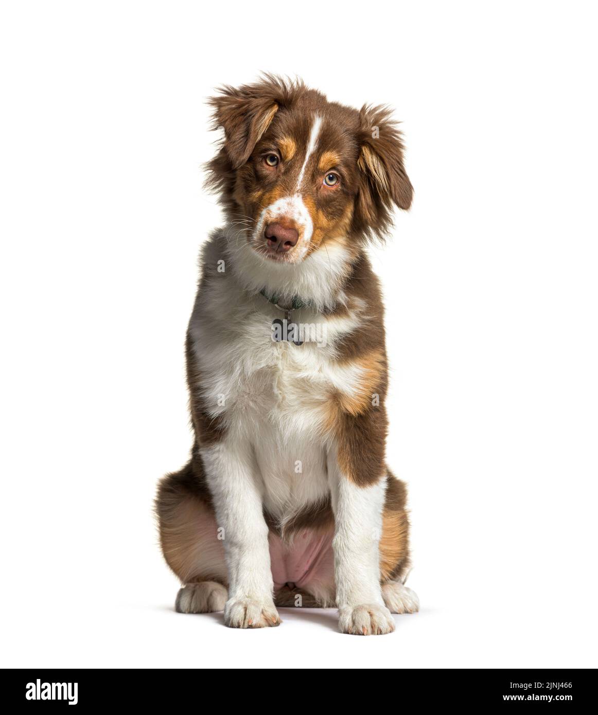 Red tri australian shepherd hi-res stock photography and images - Alamy