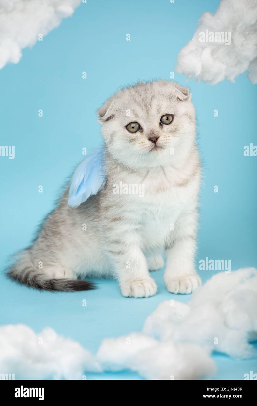Portrait of a Scottish kitten with a funny facial expression wearing blue angel wings on his back. Cat with yellow eyes sits on a blue background betw Stock Photo