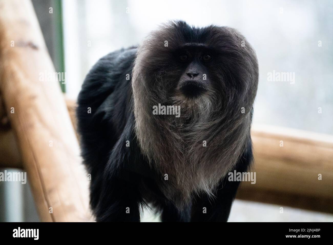 A closeup shot of a lion-tailed macaque climbing among a wooden enclosure in a zoo Stock Photo