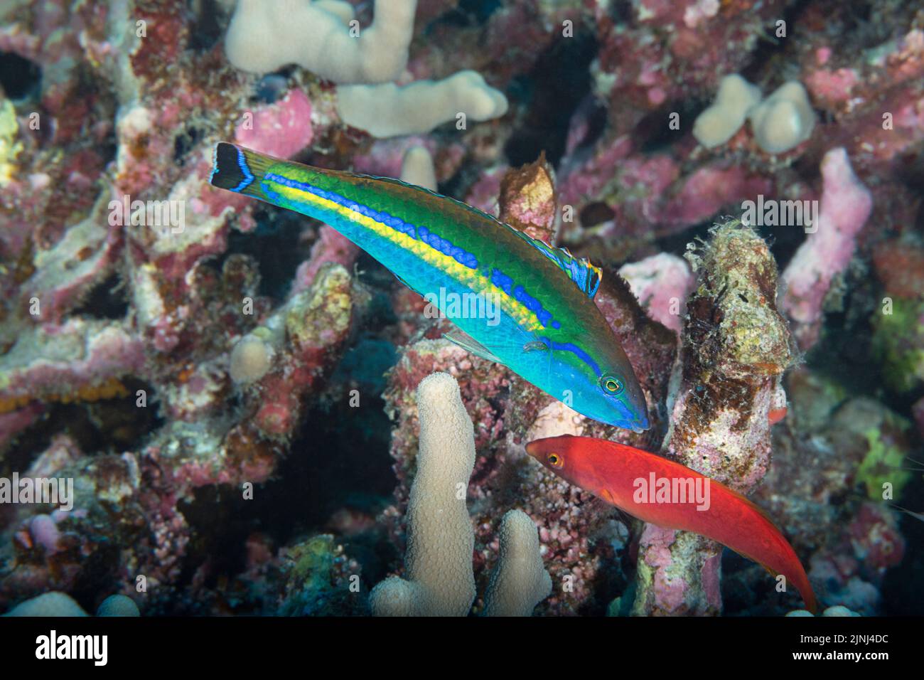 Candy wrasse hires stock photography and images Alamy
