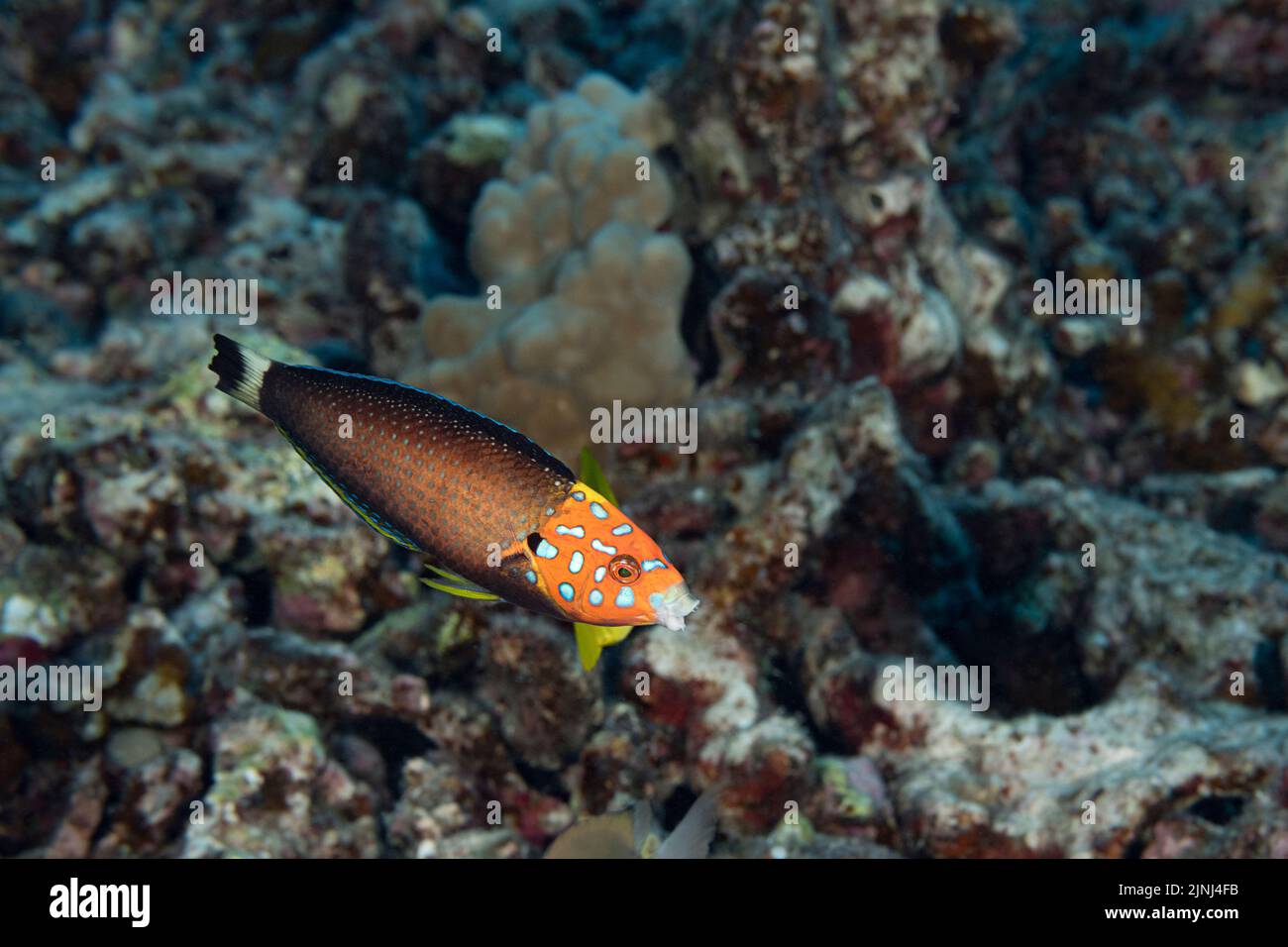 psychedelic wrasse or red tail wrasse, Anampses chrysocephalus, Hawaiian endemic species, terminal male or supermale, mouth open showing fangs, Hawaii Stock Photo