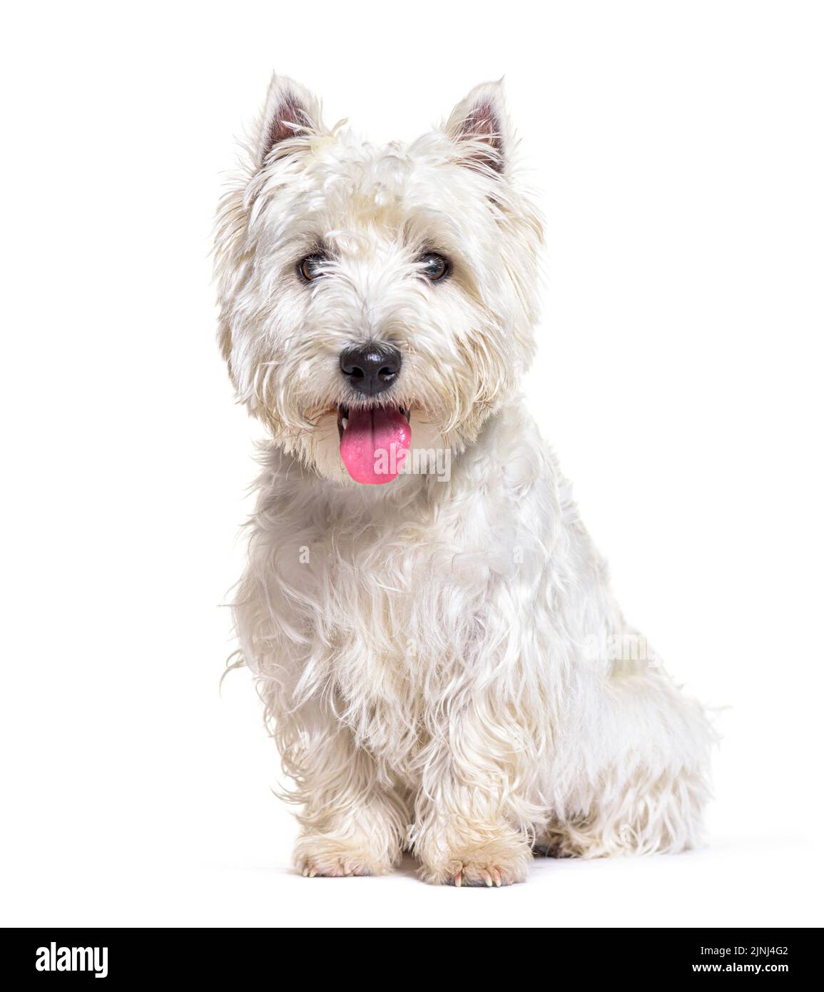 West Highland White terrier or Westie, panting and facing, isolated on white Stock Photo