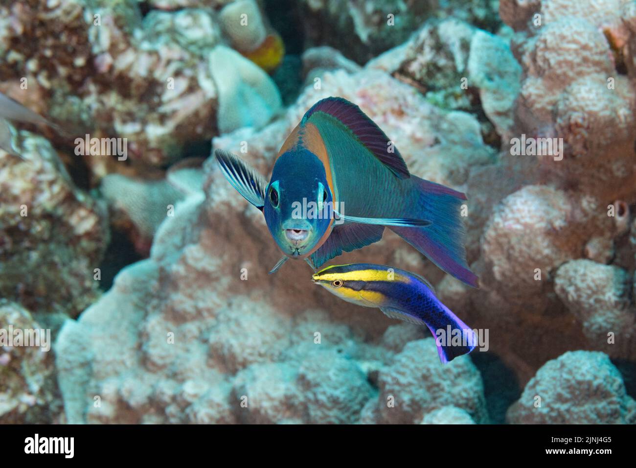 endemic Hawaiian saddle wrasse, Thalassoma duperrey, terminal male, being cleaned by endemic Hawaiian cleaner wrasse, Labroides phthirophagus, Hawaii Stock Photo