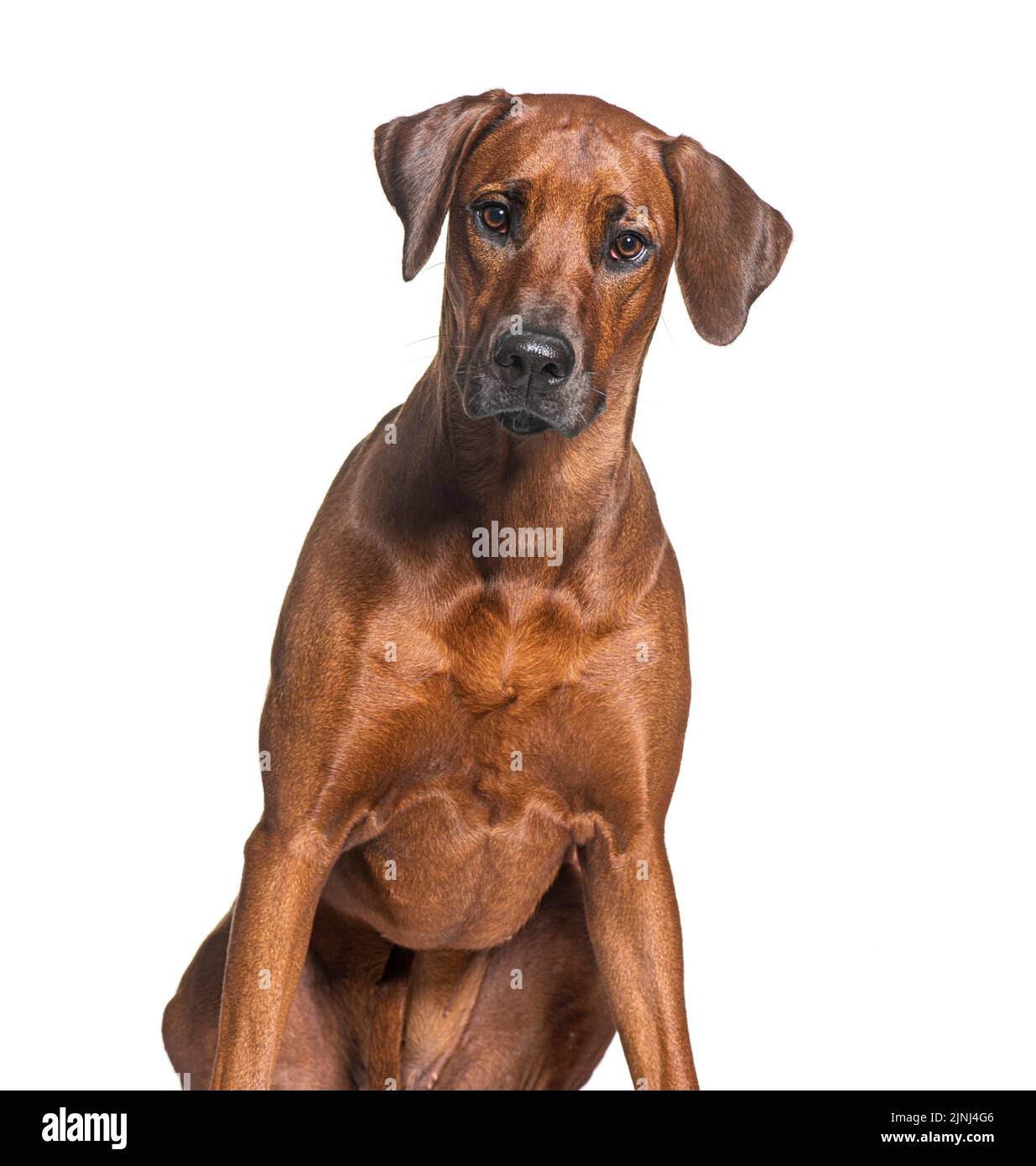 Rhodesian ridgeback dog looking at the camera, isolated on white Stock ...