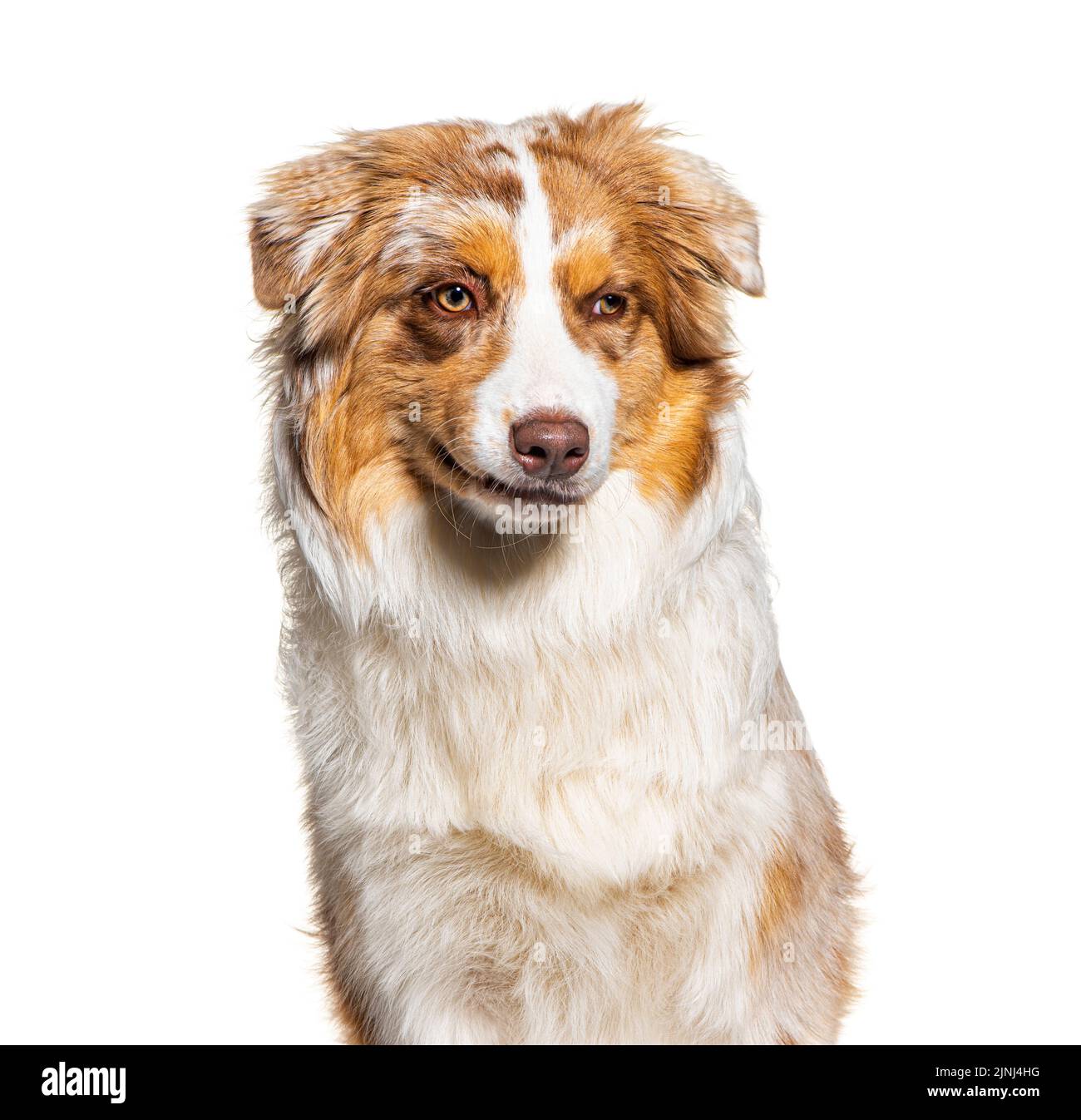 Portrait of a Australian shepherd making a face, isolated on white Stock Photo