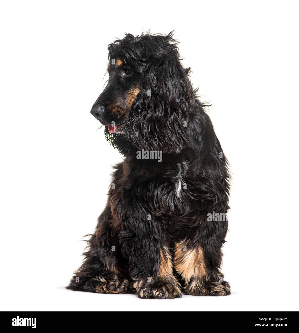 Side view of a English cocker spaniel looking away, head profile, isolated on white Stock Photo