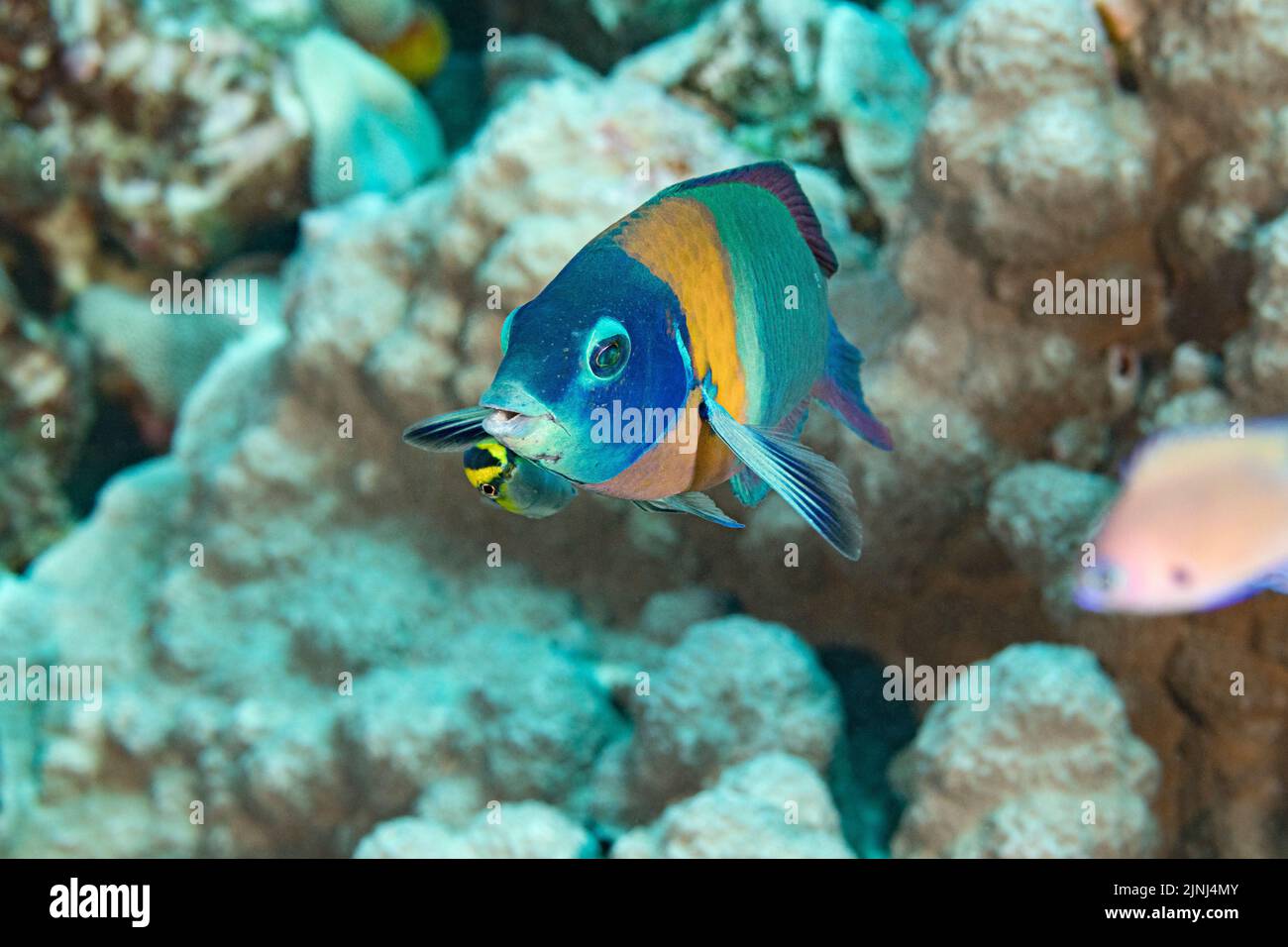 endemic Hawaiian saddle wrasse, Thalassoma duperrey, terminal male, being cleaned by endemic Hawaiian cleaner wrasse, Labroides phthirophagus, Hawaii Stock Photo
