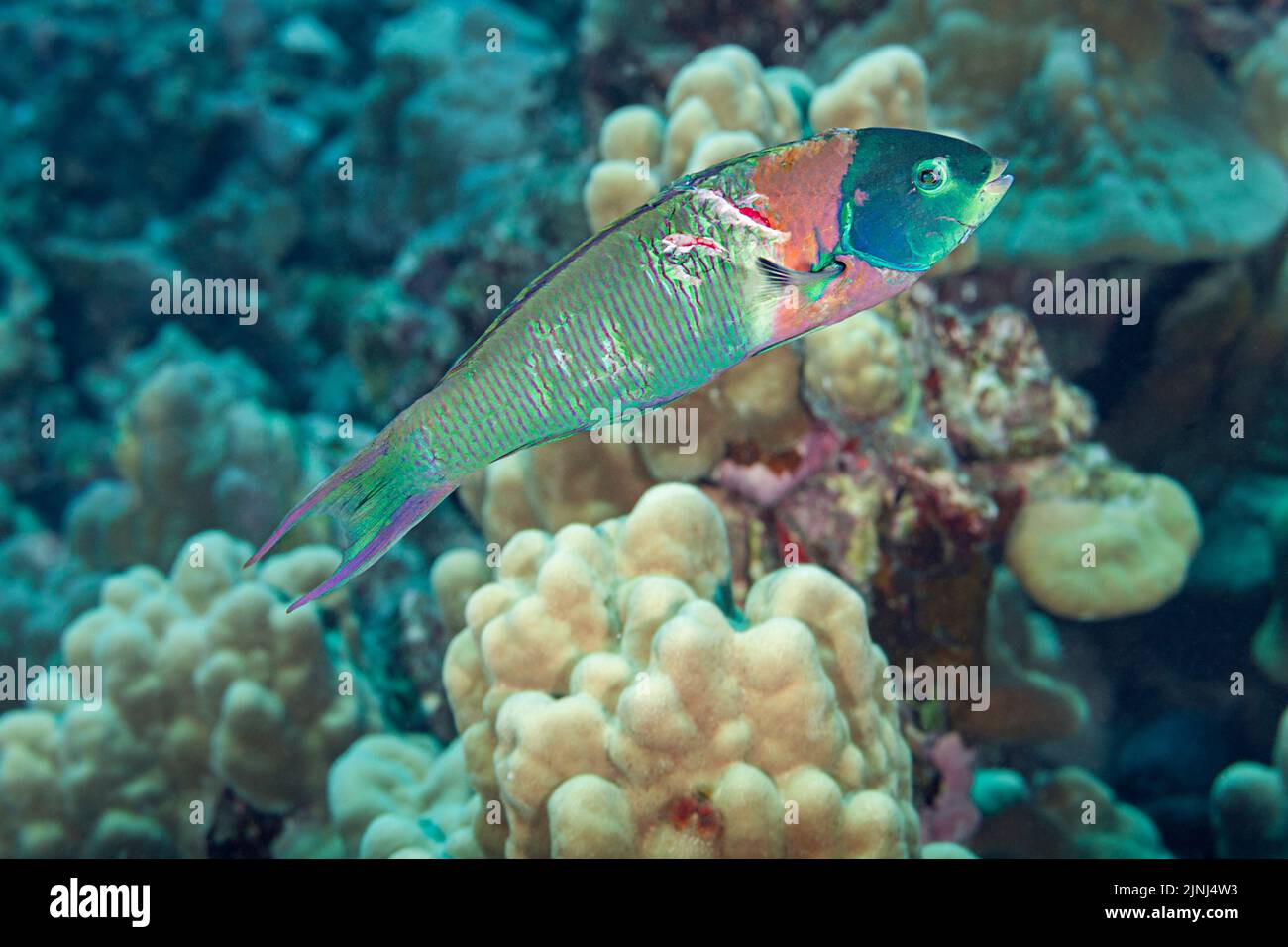 saddle wrasse or hinalea lau-wili, Thalassoma duperrey ( endemic species ), terminal male, with injuries from recent predatory attack, Kona, Hawaii Stock Photo