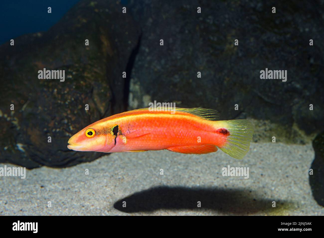 sunrise wrasse, neon wrasse, or sunrise hogfish, Bodianus sanguineus, endemic species (captive, background manipulated), Waikiki Aquarium, Hawaii, USA Stock Photo