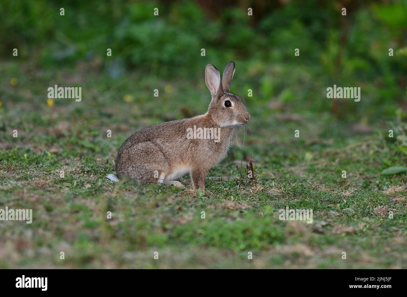 Young rabbit grazing in short turf Stock Photo