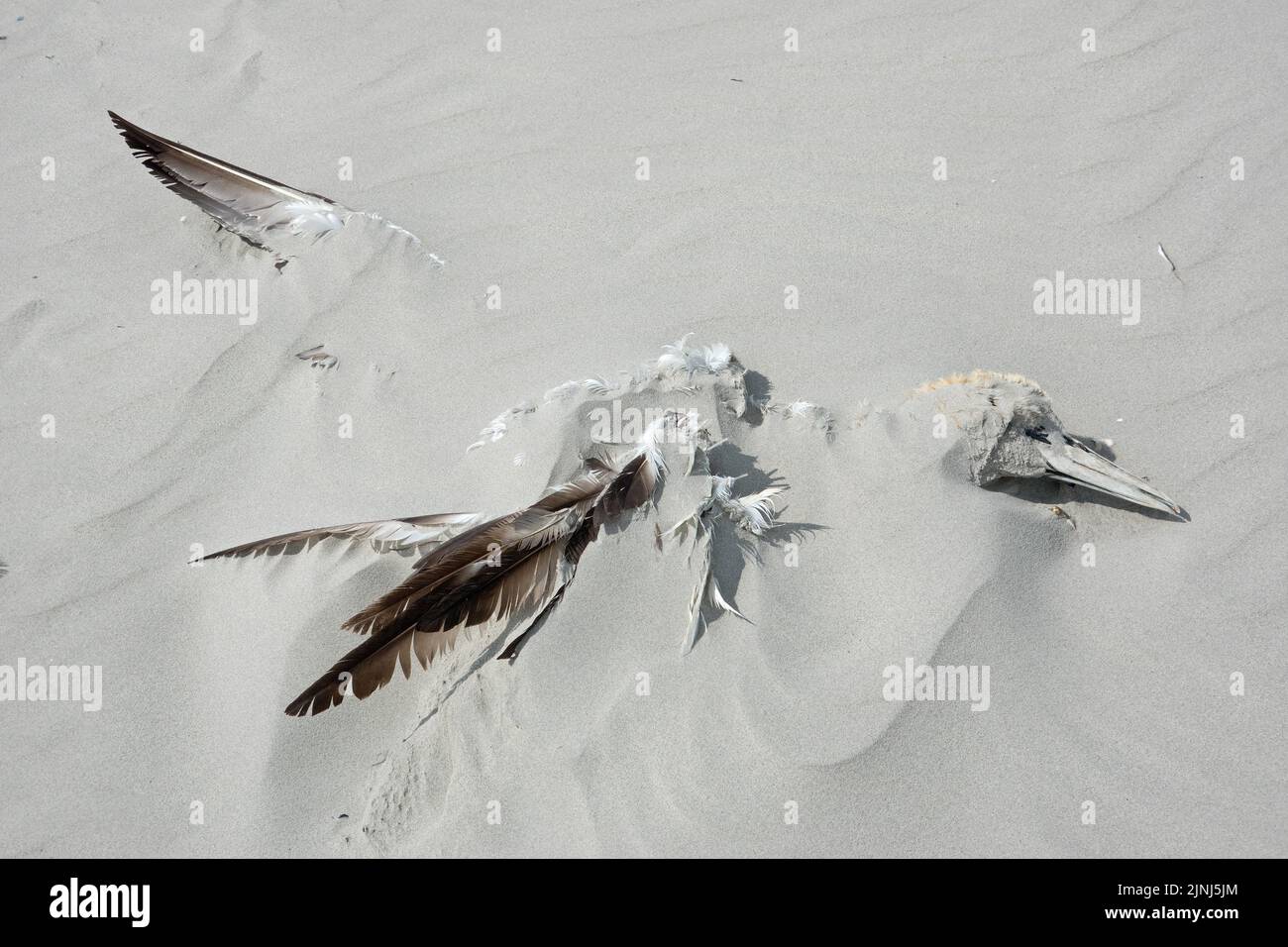 Dead Northern gannet, probably victim of avian influenza, washed up on the beach and partially buried under the sand Stock Photo