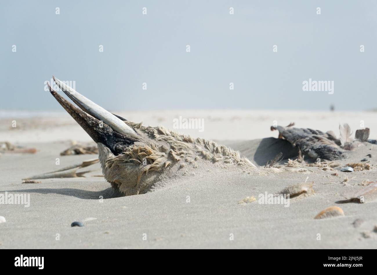 Dead Northern gannet, probably victim of avian influenza, washed up on the beach and partially buried under the sand Stock Photo