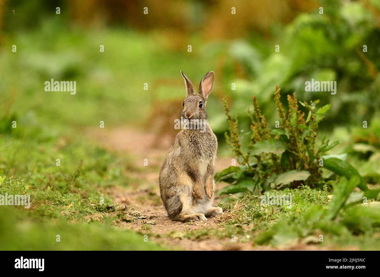 Young rabbit standing on hind feet in alert posture Stock Photo
