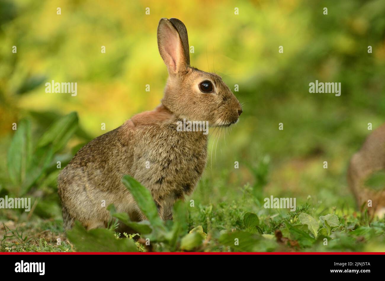 Young rabbit grazing in rough ground alert Stock Photo