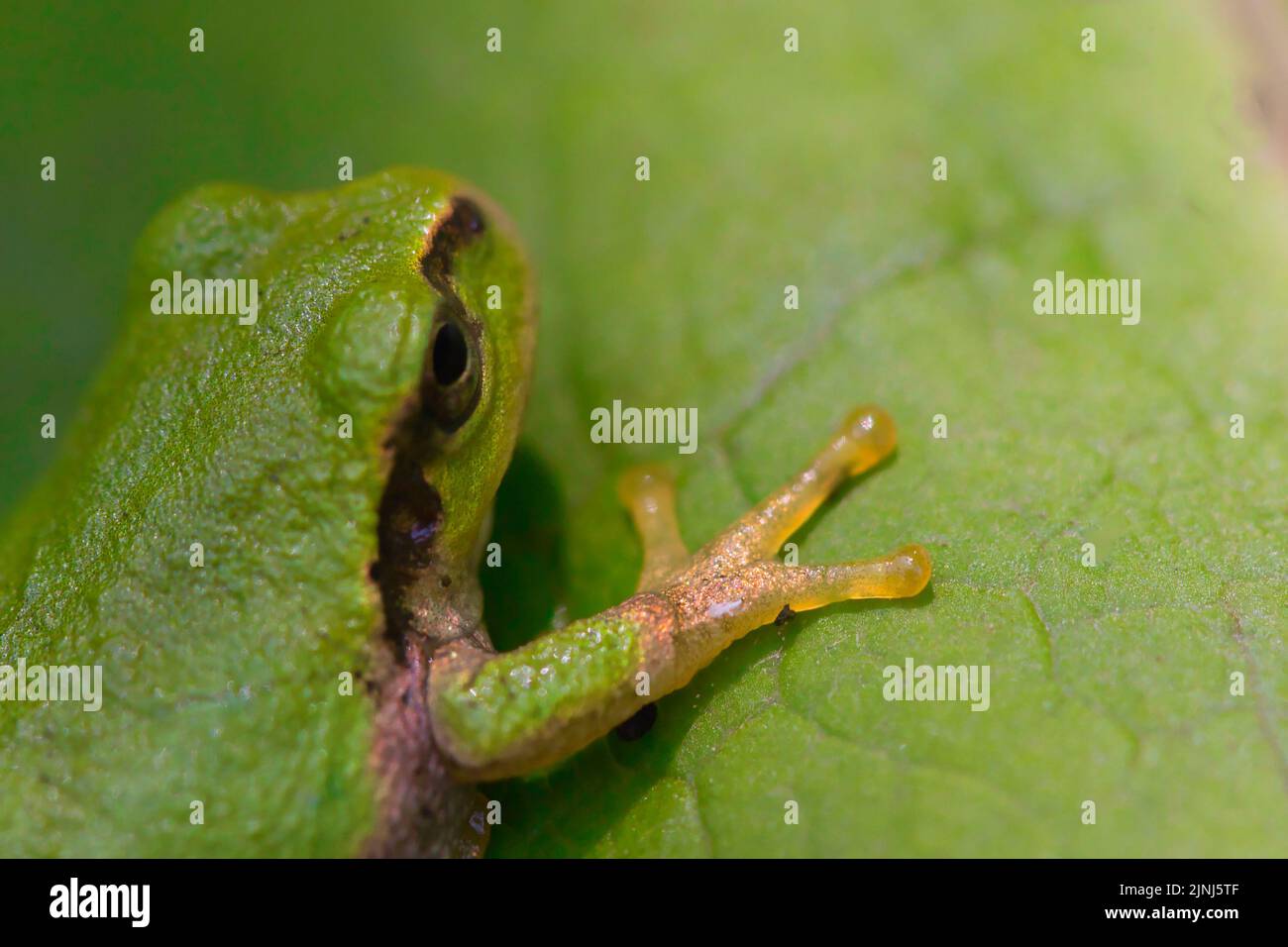 Japanese tree frog on a leaf Stock Photo