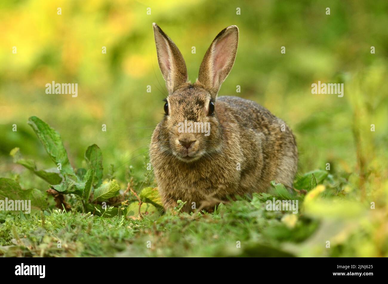 Rabbit (lagomorphs) hires stock photography and images Alamy