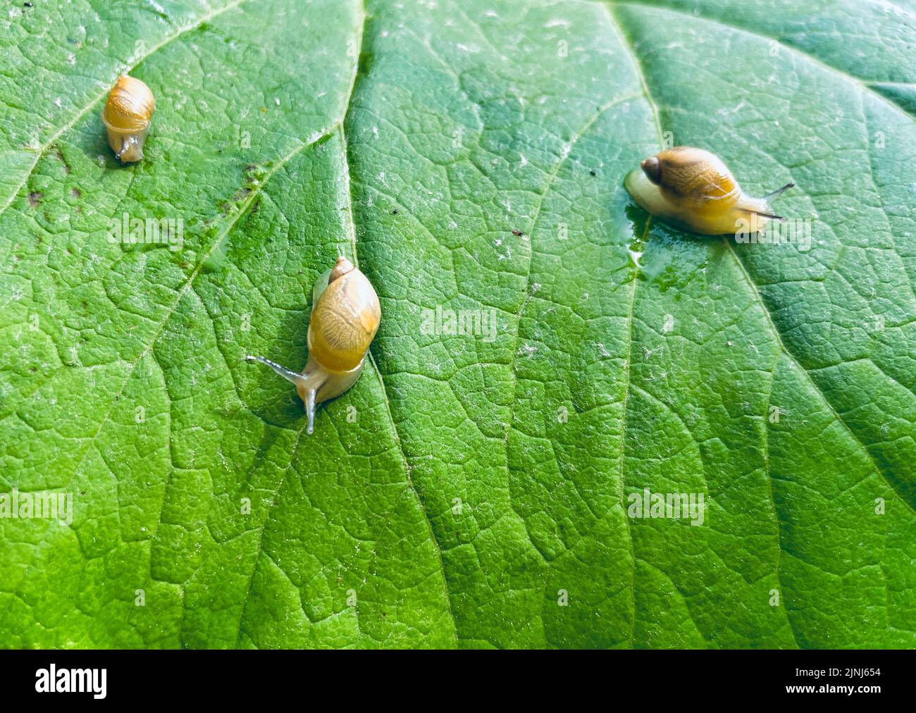 Three baby snails on a large green leaf Stock Photo