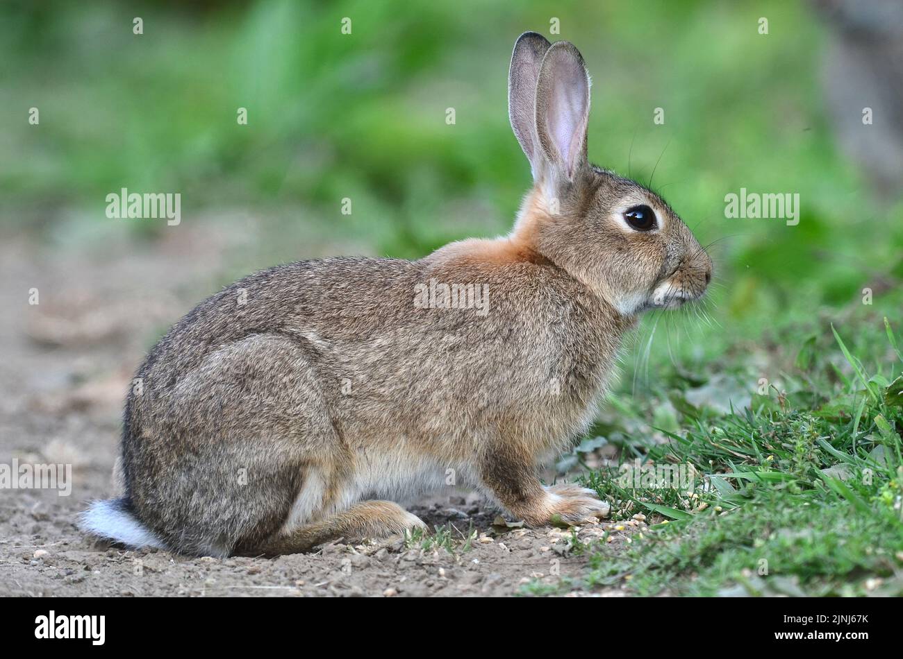 Young rabbit grazing in rough ground Stock Photo