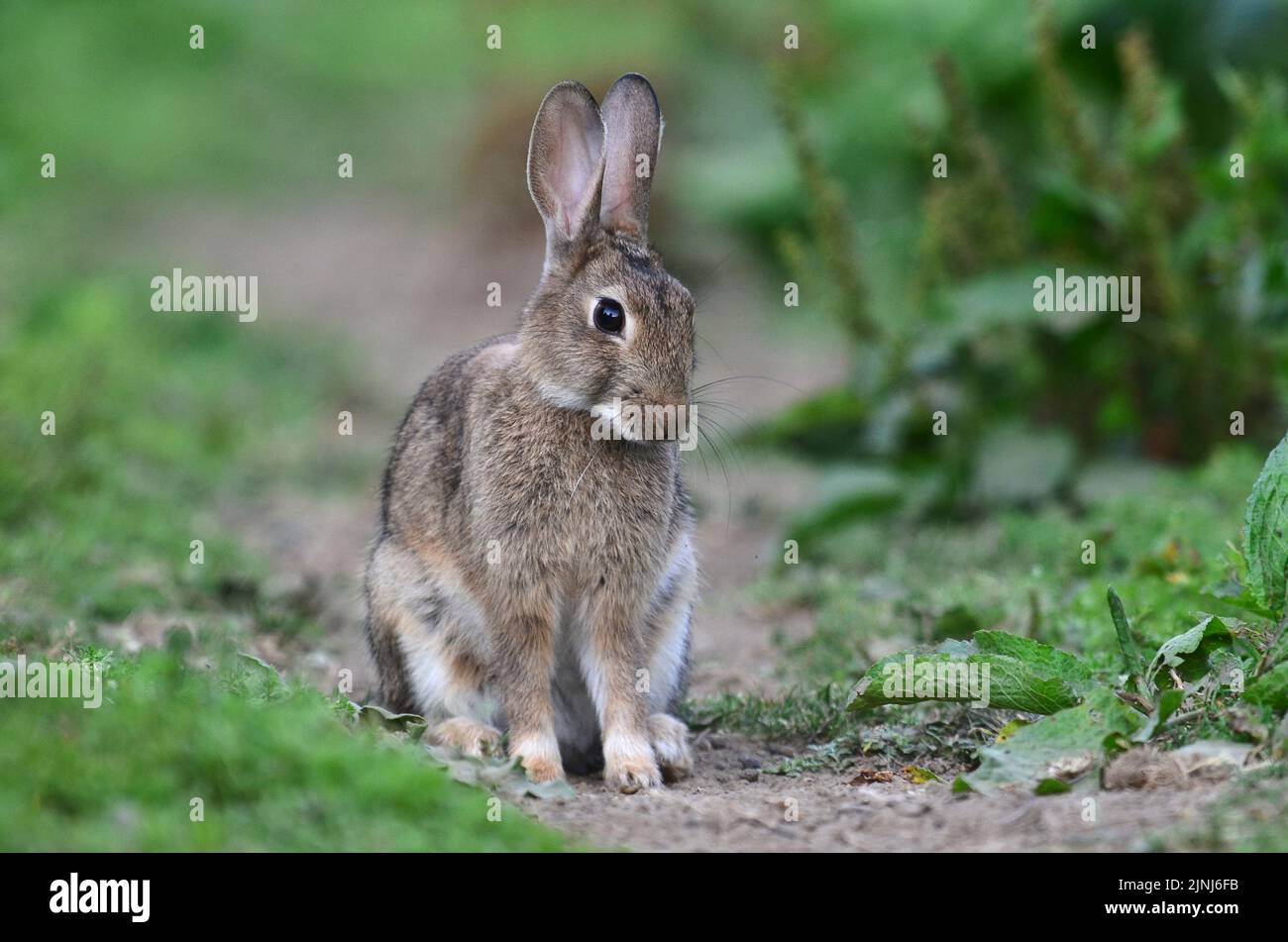 Young rabbit grazing in rough ground Stock Photo