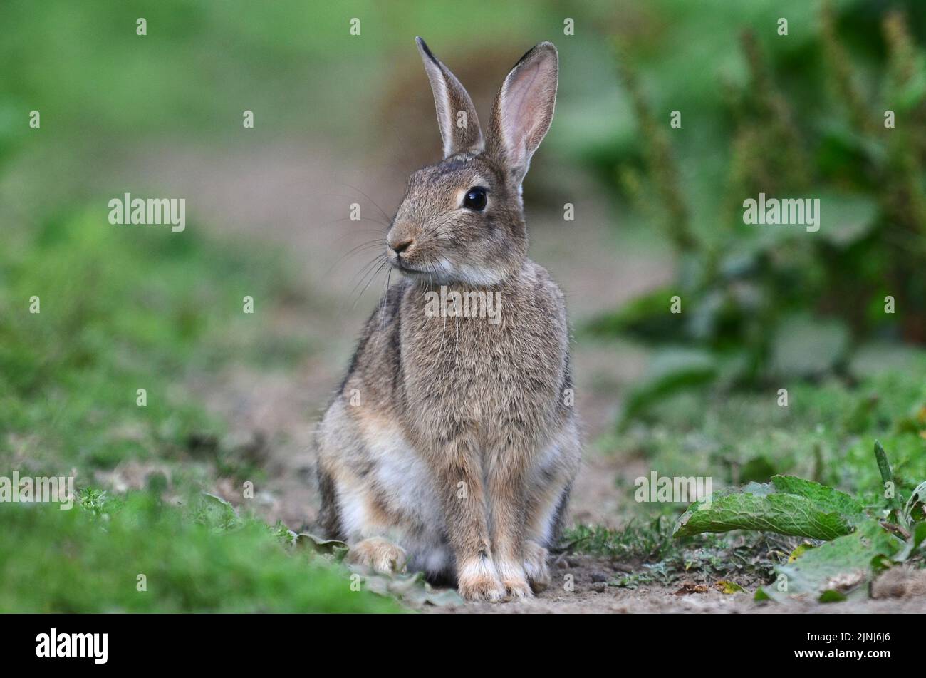 Young rabbit in alert posture Stock Photo