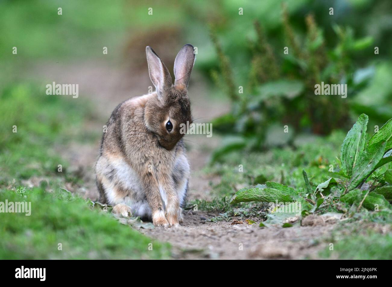 Adult rabbit grooming Stock Photo