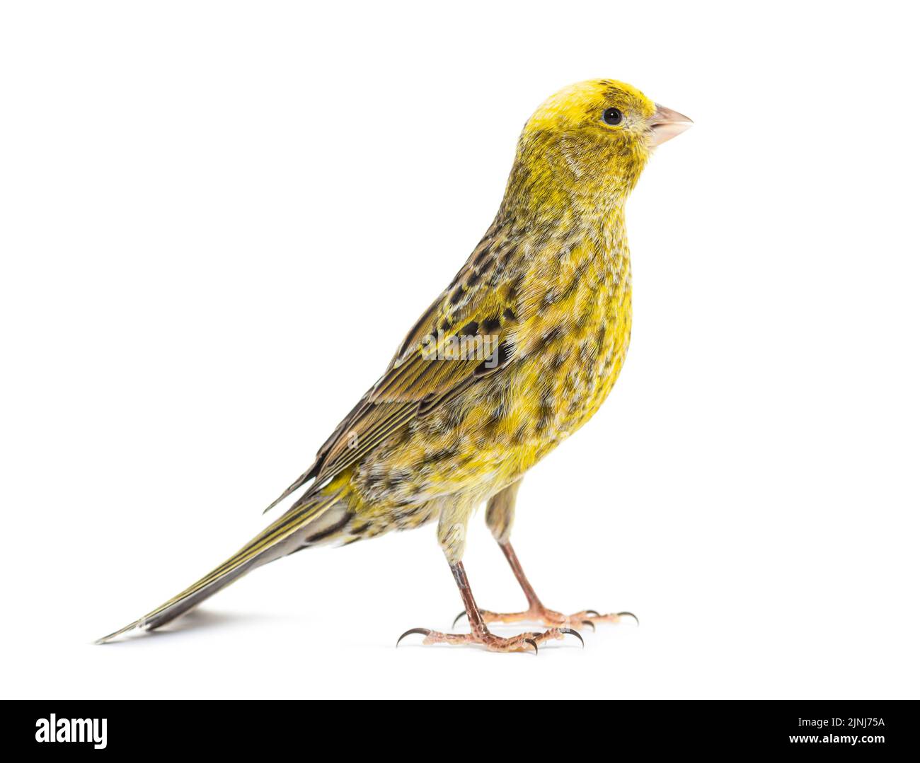 Mutation bird hi-res stock photography and images - Alamy