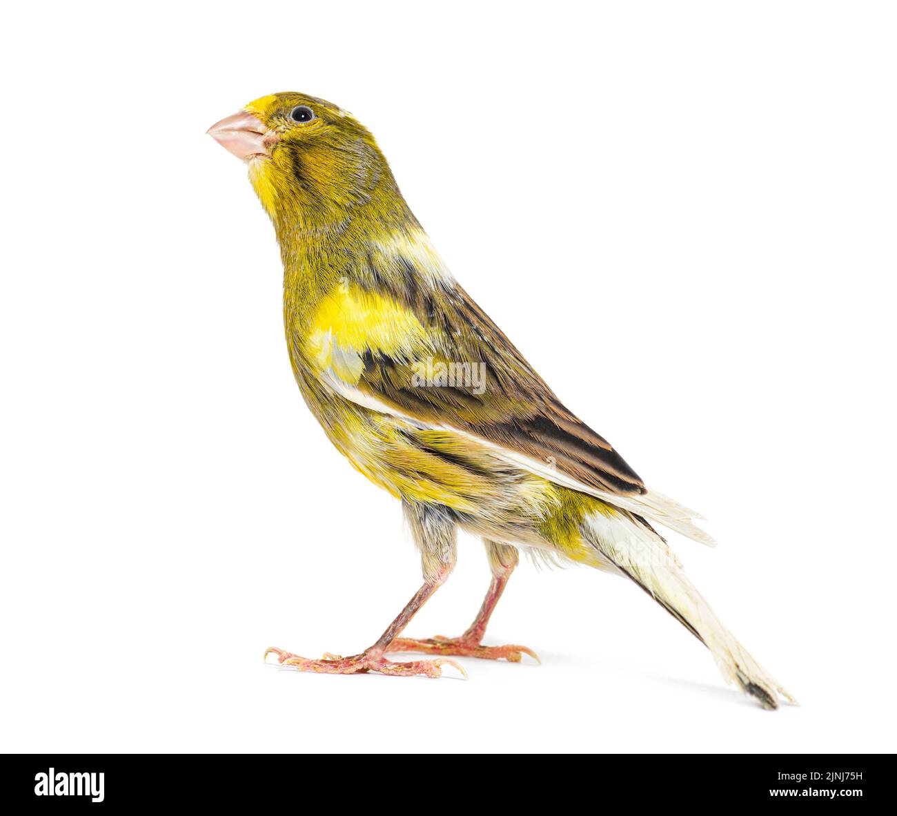 Rear view of a pied canary looking up isolated on white Stock Photo