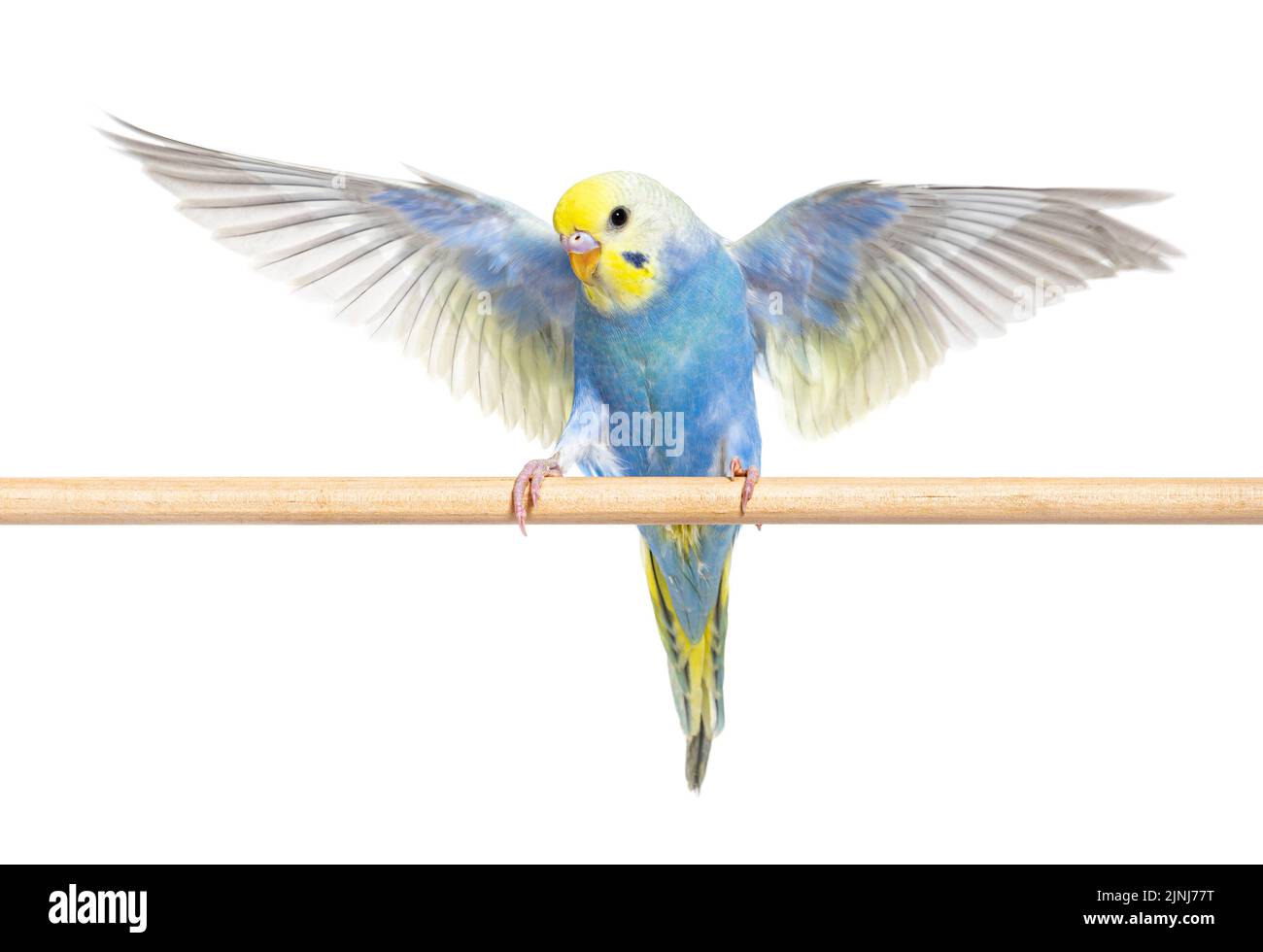 Blue rainbow Budgerigar bird flying wings spread facing at the camera