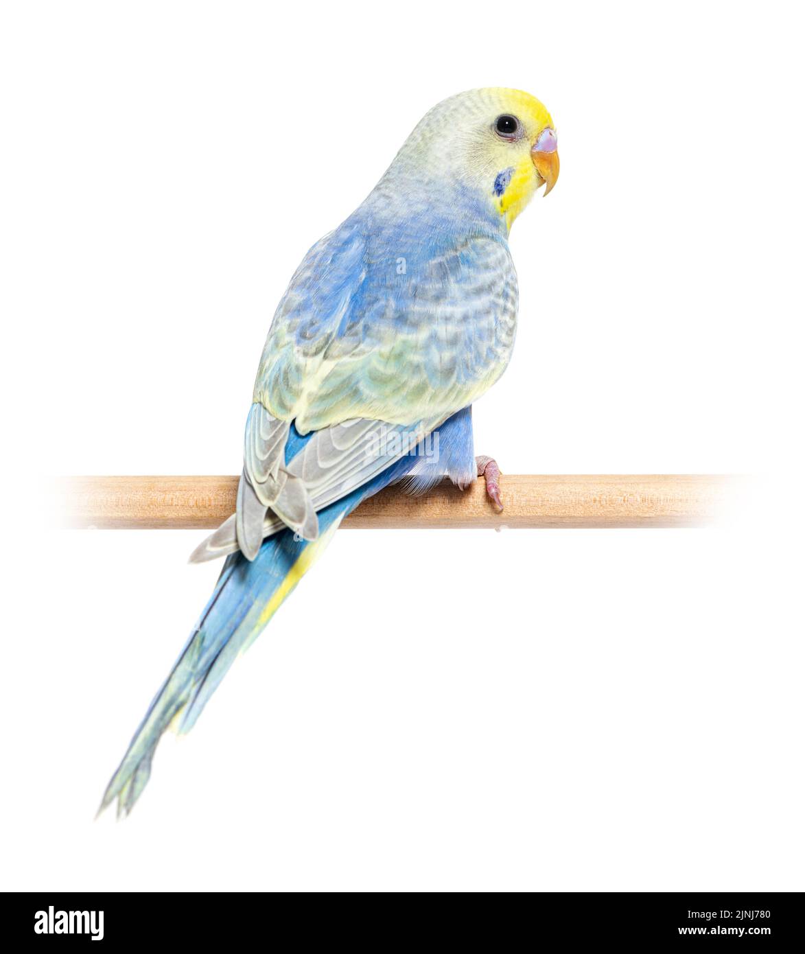 Rainbow budgie 2024