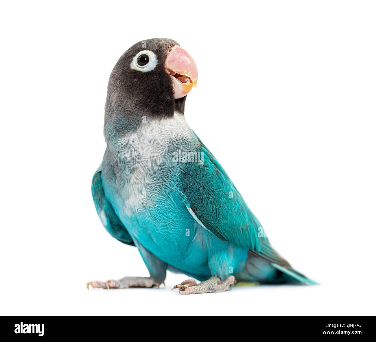 Black Cheecked Lovebird – Agapornis Nigrigenis – Blue mutation, isolated on white Stock Photo