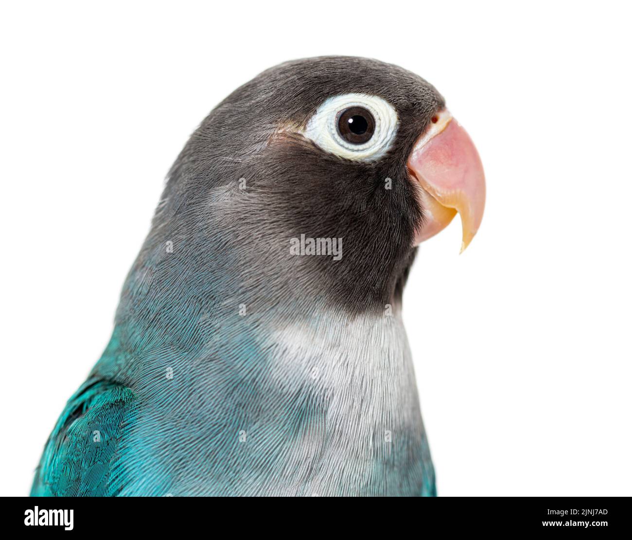 Close-up portrait of a Black Cheecked Lovebird – Agapornis Nigrigenis – Blue mutation Stock Photo