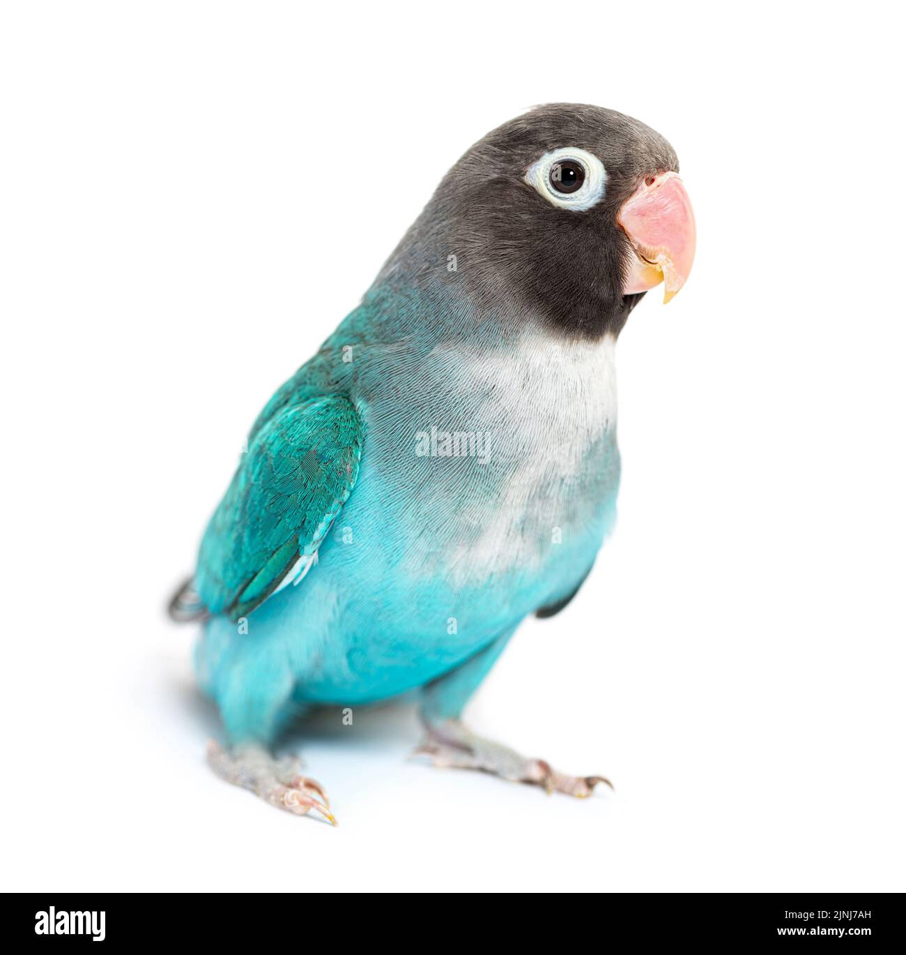 Black Cheecked Lovebird – Agapornis Nigrigenis – Blue mutation Stock Photo