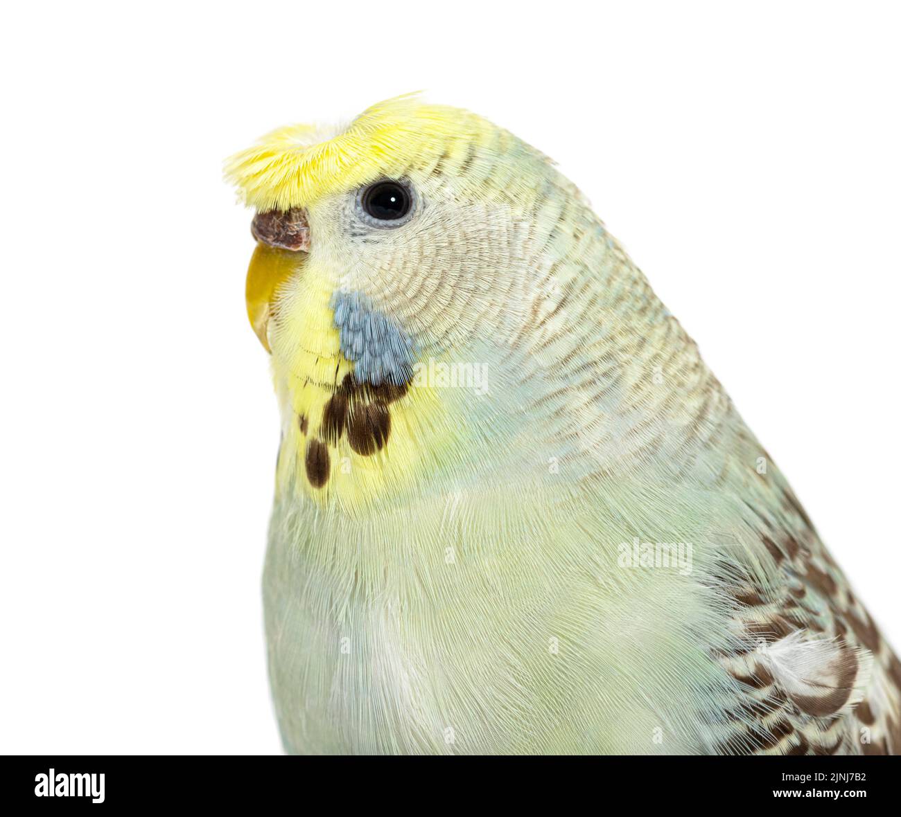 Grey Budgerigars Hi-res Stock Photography And Images - View #3