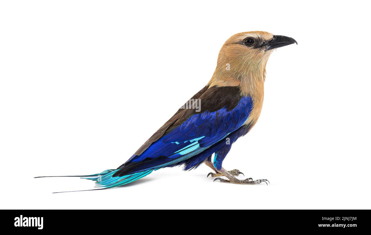 Blue-bellied roller profile view, Coracias cyanogaster, isolated Stock Photo