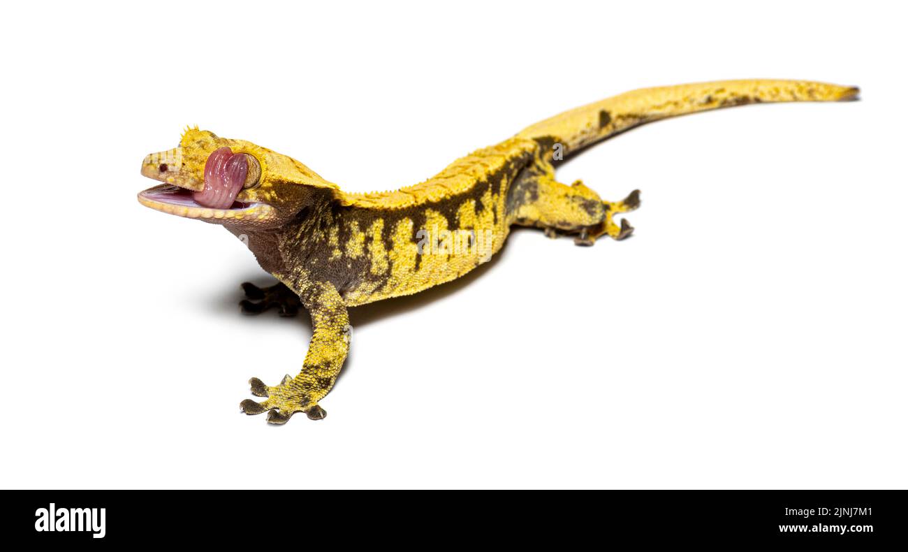 Crested gecko licking its eye to moisten it, Correlophus ciliatus Stock