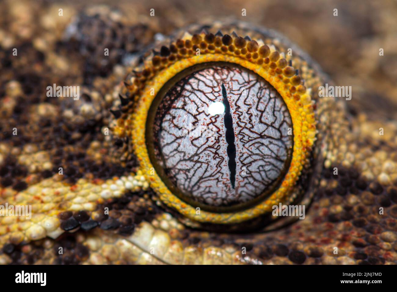 Close-up on a reptile eye, New Caledonia bumpy gecko, Rhacodactylus auriculatus Stock Photo