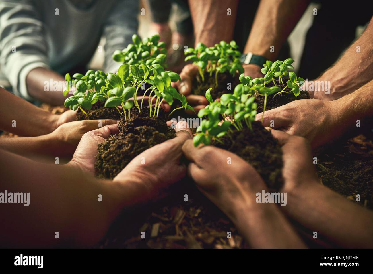 Hands planting fresh green plants showing healthy growth, progress and development. Closeup of diverse group of environmental conservation people Stock Photo