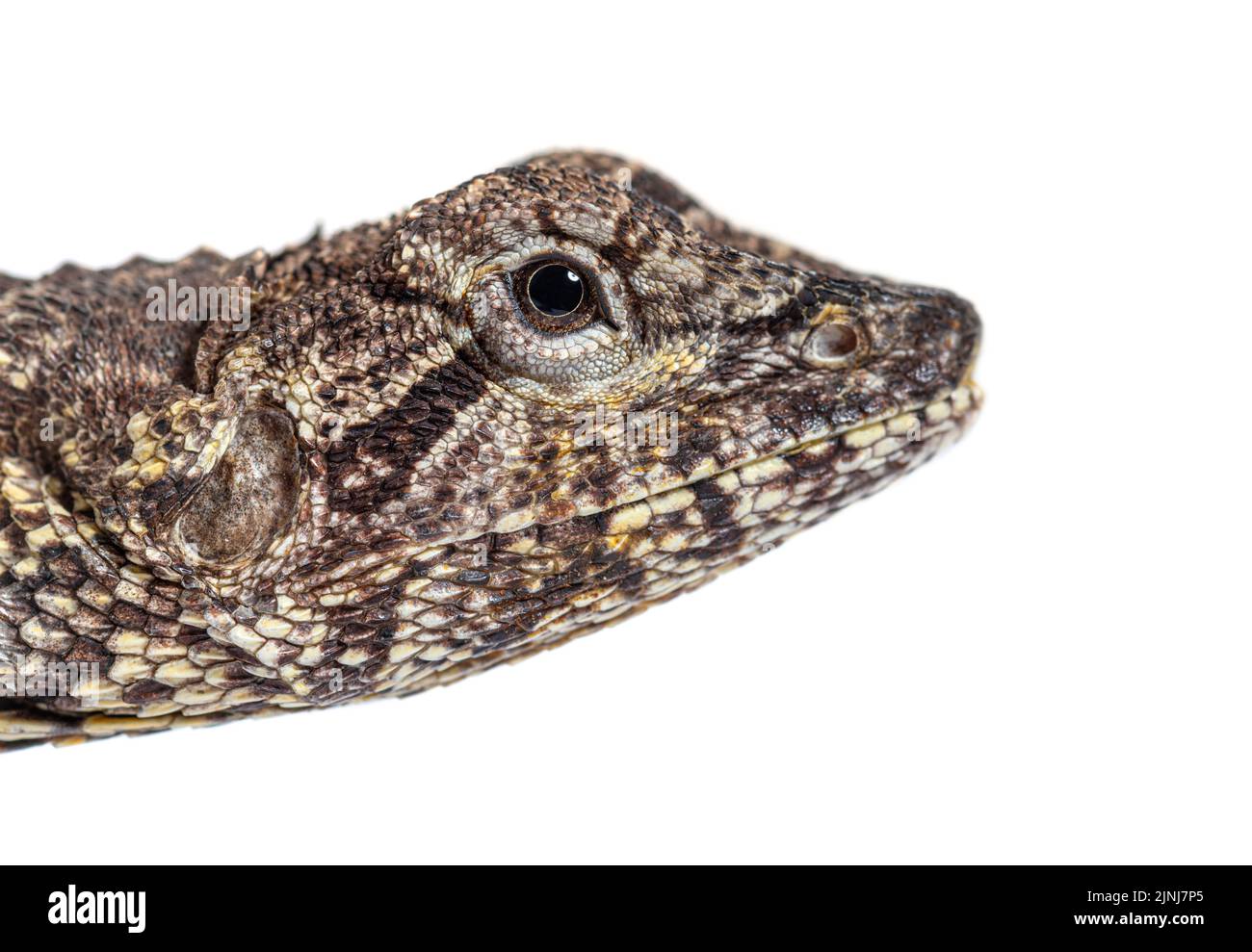 head shot of aFrilled lizard, chlamydosaurus kingii, isolated on white Stock Photo