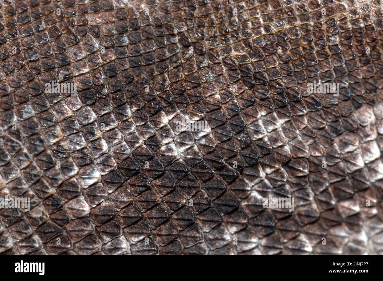 details of scales of Frilled lizard, chlamydosaurus kingii, isolated on white Stock Photo