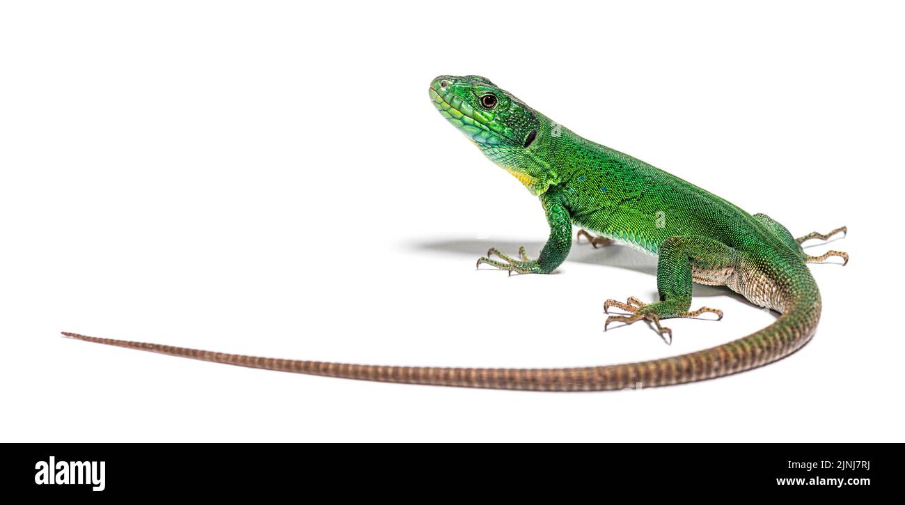 Back view of a green Timon pater specie of Wall lizard Stock Photo