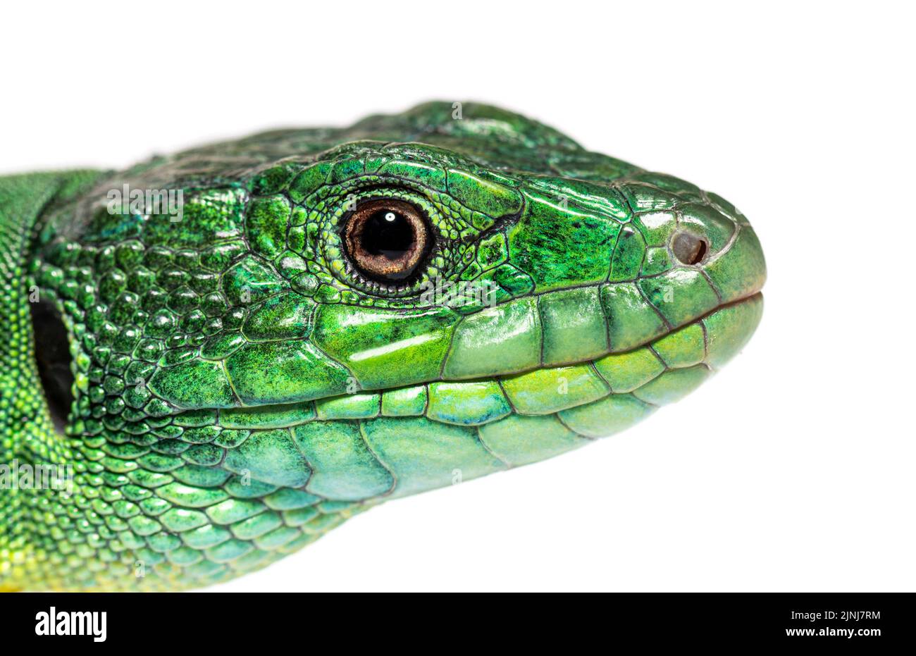 close-up of Timon pater head specie of Wall lizard, isolated on white Stock Photo