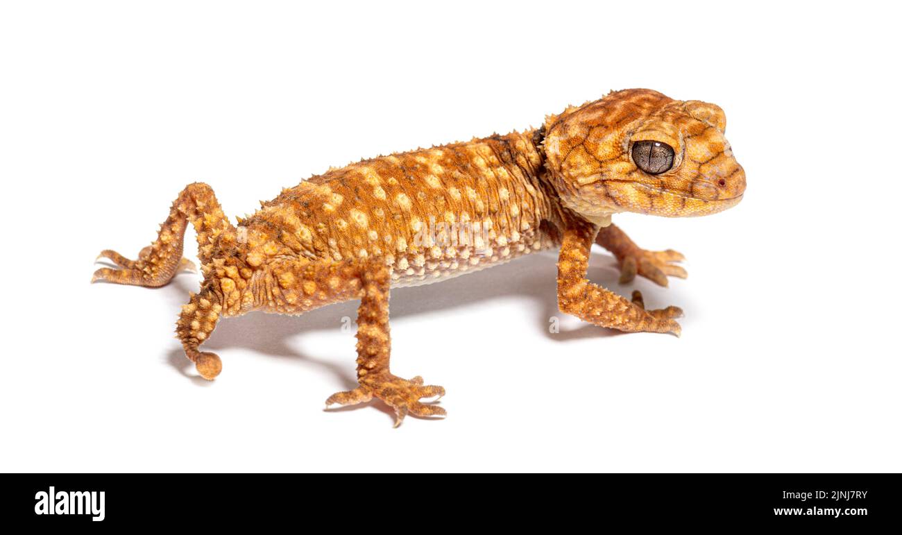 Rear view of a Centralian rough knob-tail gecko, Nephrurus amyae Stock Photo