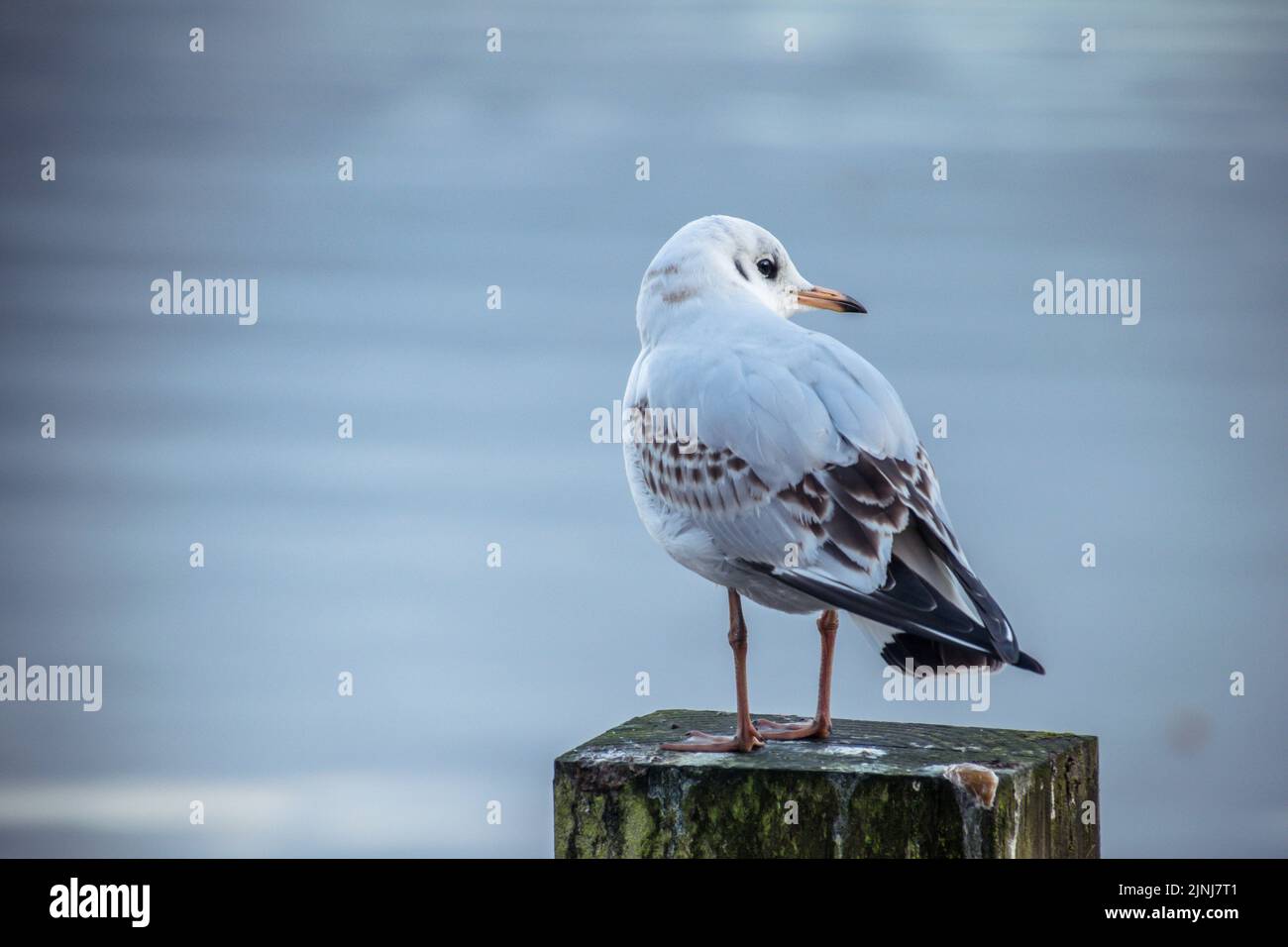 Larbert loch hi-res stock photography and images - Alamy