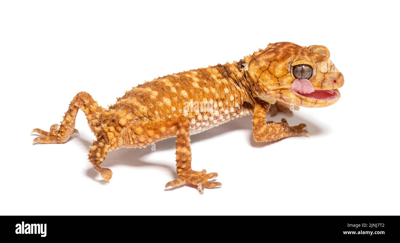 Rear view of a Centralian rough knob-tail gecko licking its eye, Nephrurus amyae Stock Photo