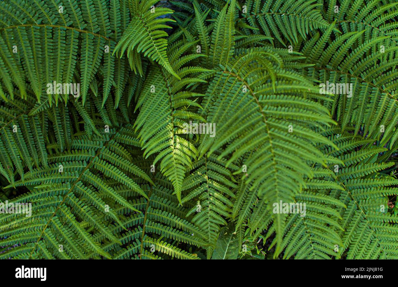 Closeup shot dense ferns hi-res stock photography and images - Alamy